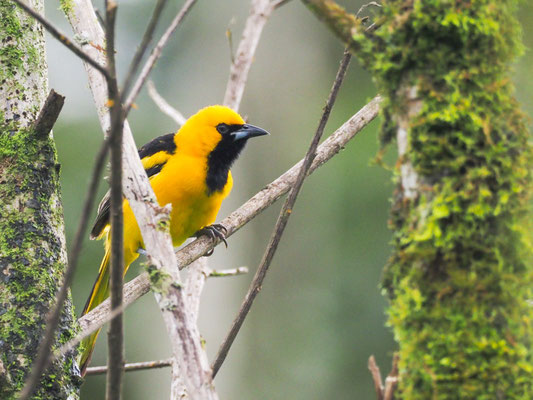 GELBSCHWANZTRUPIAL, YELLOW-TAILED ORIOLE - ICTERUS MESOMELAS