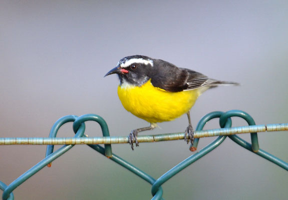 ZUCKERVOGEL, BANANAQUIT, COEREBA FLAVEOLA