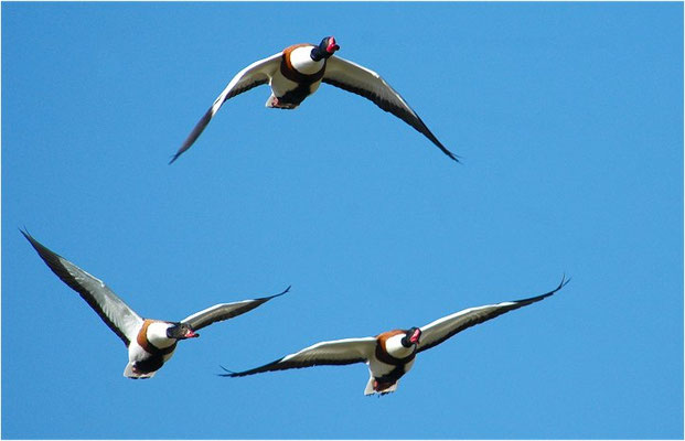 BRANDENTE, SHELDUCK, TADORNA TADORNA 