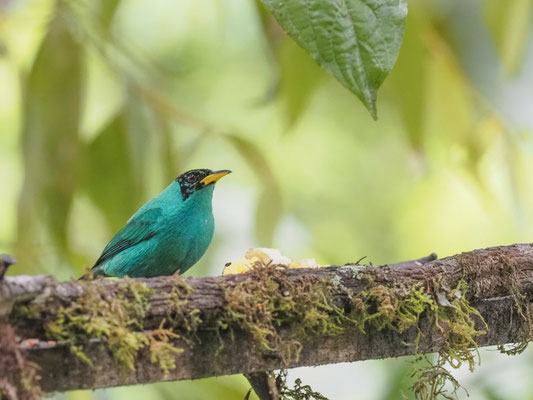 Kappennaschvogel, green honeycreeper - chlorophanes spiza