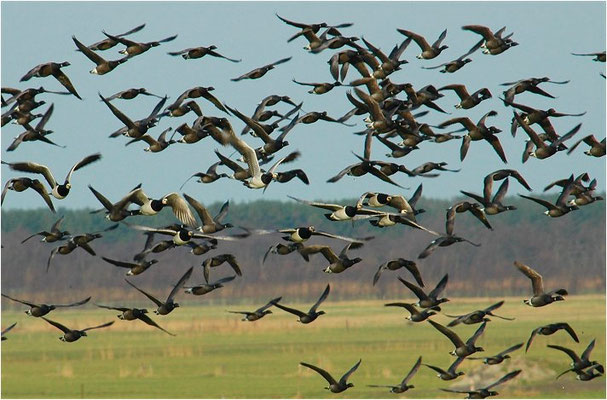 WEISSWANGENGANS, BARNACLE GOOSE, BRANTA LEUCOPSIS