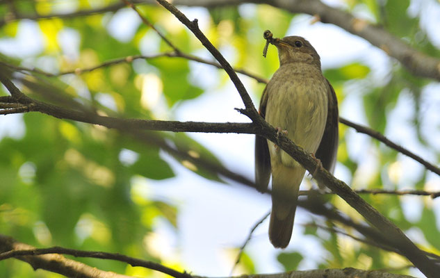 SPROSSER, TRUSH NIGHTINGALE,  LUSCINIA LUSCINIA