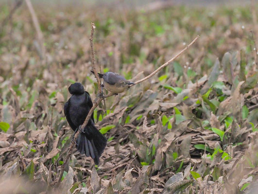 NICARAGUA-GRACKEL, NICARAGUAN GRACKLE, QUISCALUS NICARAGUENSIS