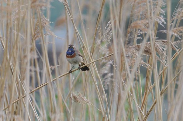 BLAUKEHLCHEN, BLUETHROAT, LUSCINIA SVECICA