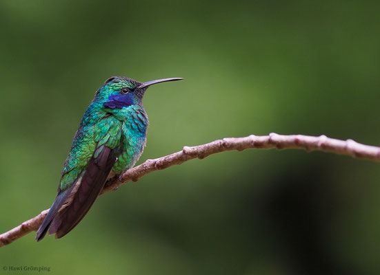 KLEINER VEILCHENOHRKOLIBRI, GREEN VIOLET-EAR, COLIBRI THALASSINUS