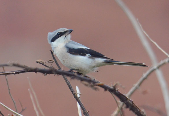 RAUBWÜRGER, GREAT GREY SHRIKE, LANIUS EXCUBITOR