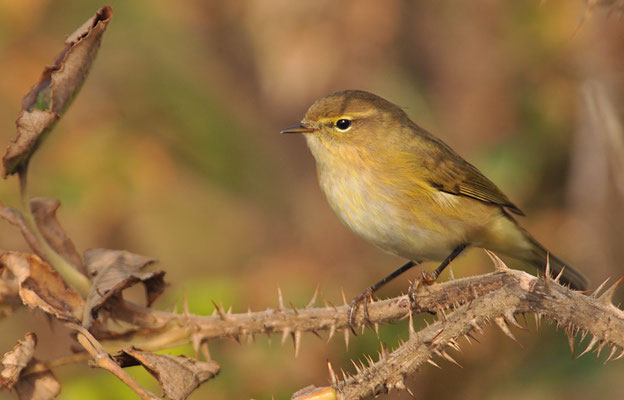 ZILPZALP, CHIFFCHAFF, PHYLLOSCOPUS COLLYBITA