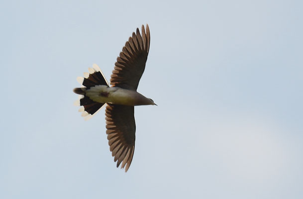 TURTELTAUBE, TURTLE DOVE, STREPTOPELIA TURTUR