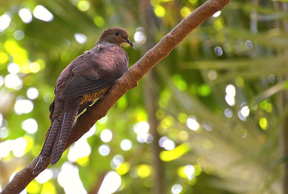 MALAYISCHE KUCKUCKSTAUBE, BARRED CUCKOO DOVE, MACROPYGIA UNCHALL