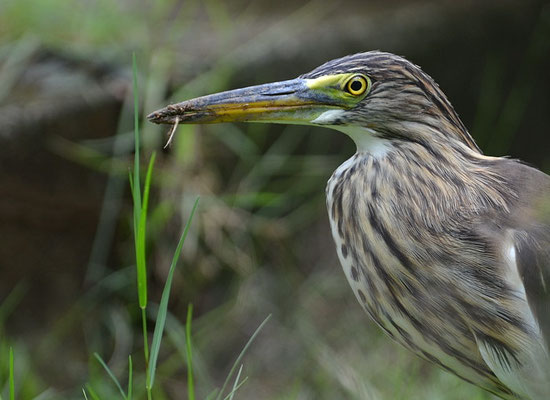 BACCHUSREIHER, CHINESE POND HERON, ARDEOLA BACCHUS