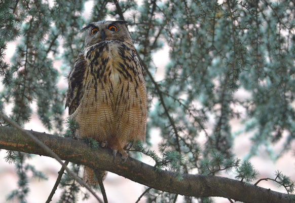 UHU, EAGLE OWL, BUBO BUBO
