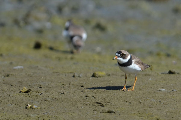 AMERIKANISCHER SANDREGENPFEIFER, SEMIPALMATED PLOVER, CHARADRIUS SEMIPALMATUS