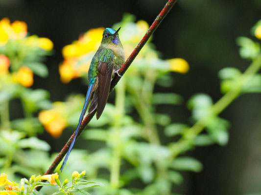 LANGSCHWANZSYLPHE, VIOLET-TAILED SYLPH -  AGLAIOCERCUS COELESTIS