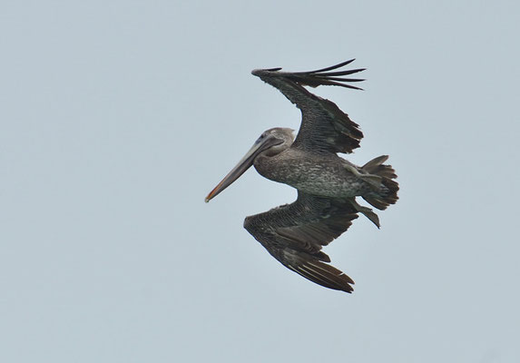 BRAUNER PELIKAN, BROWN PELICAN, PELICANUS OCCIDENTALIS