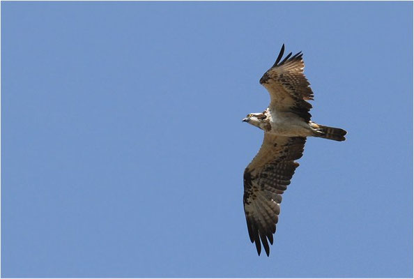 FISCHADLER, OSPREY, PANDION HALIAETUS