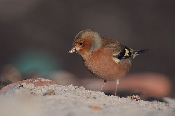BUCHFINK, CHAFFINCH, FRINGILLA COELEBS