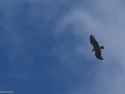 ANDENKONDOR, ANDEAN CONDOR - VULTUR GRYPHUS