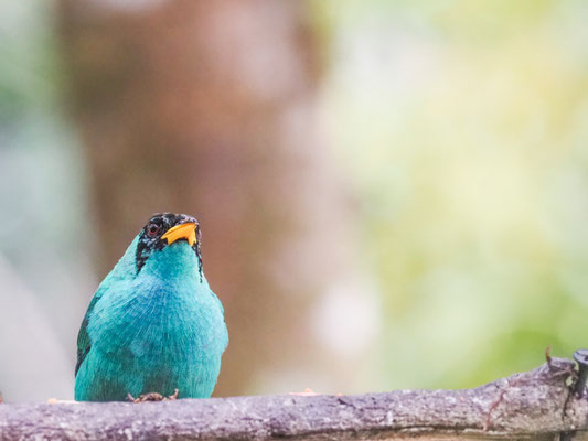 Kappennaschvogel, green honeycreeper - chlorophanes spiza