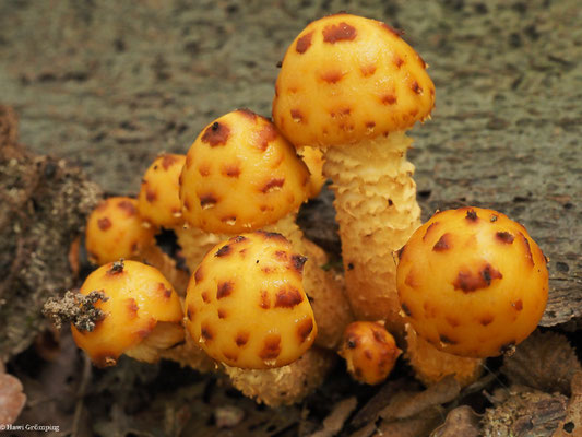 Schleimiger Schüppling - Pholiota adiposa