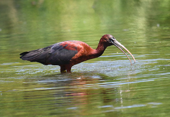 BRAUNER SICHLER, GLOSSY IBIS, PLEGADIS FALCINELLUS