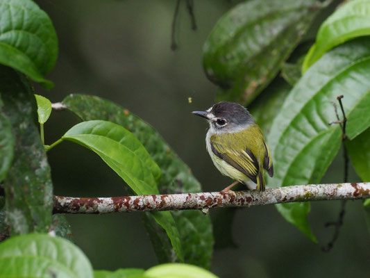 SCHWASCHWARZKAPPEN-ZWERGTYRANN, BLACK-CAPPED PYGMY-TYRANT - MYIORNIS ATRICAPILLUSRZKAPPEN-ZWERGTYRANN, BLACK-CAPPED PYGMY-TYRANT - MYIORNIS ATRICAPILLUS