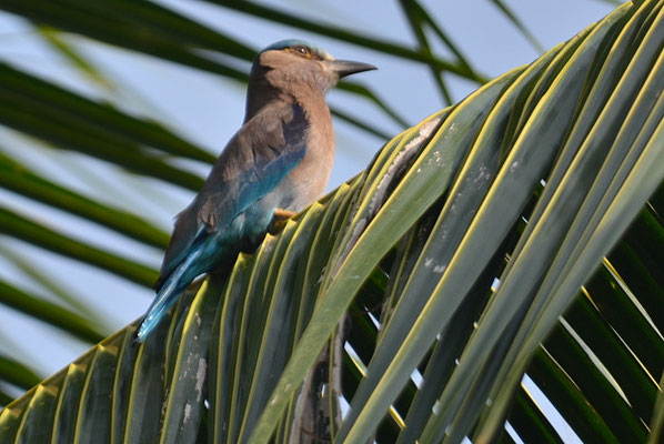 HINDURACKE, INDIAN ROLLER, CORACIAS BENGHALENSIS