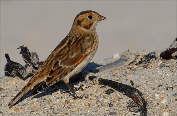 SPORNAMMER, LAPLAND BUNTING, CALCARIUS LAPPONICUS