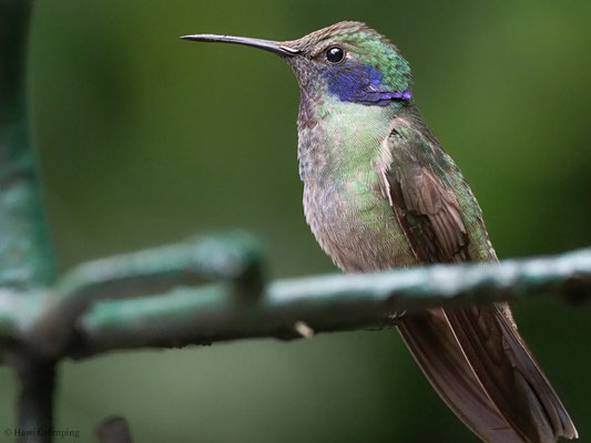 BRAUNER VEILCHENOHRKOLIBRI, BROWN VIOLET-EAR, COLIBRI DELPHINAE