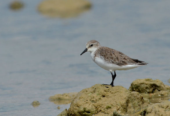 ROTKEHLSTRANDLÄUFER, RED-NECKED STINT, CALIDRIS RUFICOLLIS