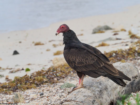 Truthahngeier am Strand 