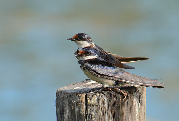 WEISSKEHLSCHWALBE, WHITE-THROATED SWALLOW , HIRUNDO ALBIGULARIS
