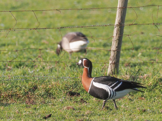 Rothalsgans, Red-breasted goose, Branta rufficollis