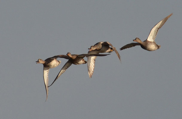 SCHNATTERENTE, GADWALL, ANAS STREPERA