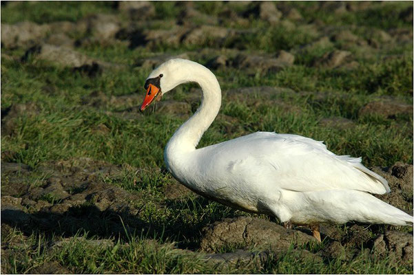 HÖCKERSCHWAN, MUTE SWAN, CYGNUS OLOR