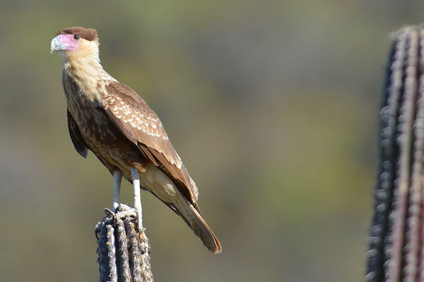 KARIBIKKARAKARA, CRESTED CARACARA, CARACARA CHERIWAY