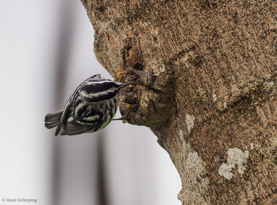 KLETTERWALDSÄNGER, BLACK-AND WHITE WARBLER, MNIOTILTA VARIA