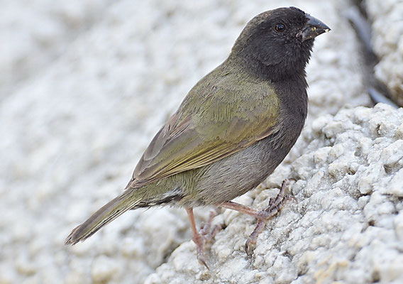 SCHWARZGESICHTCHEN, BLACK-FACED GRASSQUIT, TIARIS BICOLOR