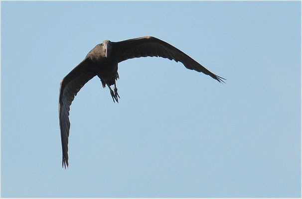 BRAUNER SICHLER, GLOSSY IBIS, PLEGADIS FALCINELLUS