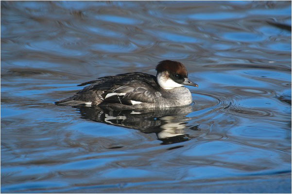 ZWERGSÄGER, SMEW, MERGELLUS ALBELLUS