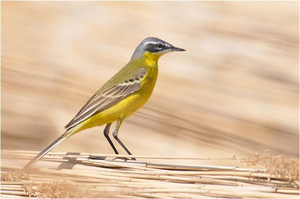 WIESENSCHAFSTELZE, YELLOW WAGTAIL, MOTACILLA FLAVA