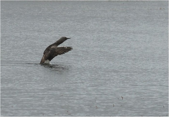 STERNTAUCHER, RED-THROATED LOON, GAVIA STELLATA