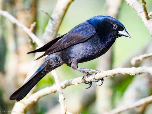 GLANZKUHSTÄRLING, SHINY COWBIRD - MOLOTHRUS BONARIENSIS
