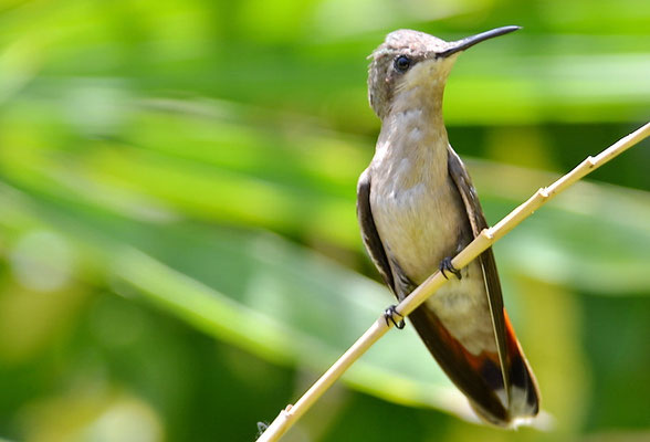 TOPASRUBINKOLIBRI, RUBY-TOPAZ HUMMINGBIRD, CHRYSOLAMPIS MOSQUITUS - CURACAO