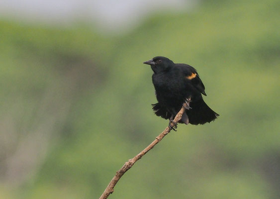 ROTSCHULTERSTÄRLING, RED-WINGED BLACKBIRD, AGELAIUS PHOENICUS 