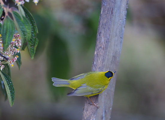 MÖNCHSWALDSÄNGER, WILSON´S WARBLER, WILSONIA PUSILLA