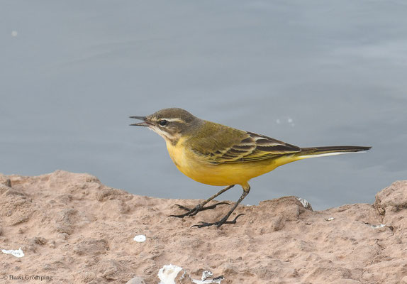 IBERISCHE SCHAFSTELZE, YELLO WAGTAIL, MOTACILLA IBAERIAE