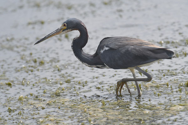 DREIFARBENREIHER TRICOLORES HERON, EGRETTA TRICOLOR