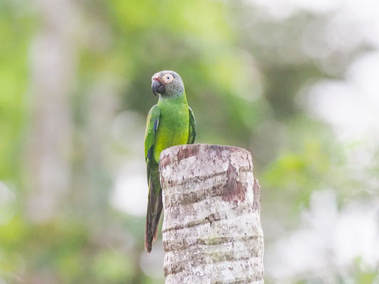 Braunkopfsittich, Dusky-headed Parakeet - Aratinga weddellii
