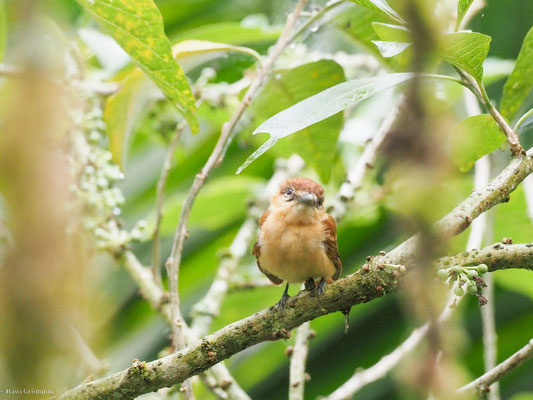 Zimtbekarde, Cinnamon Becard - Pachyramphus cinnamomeus