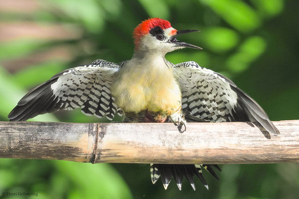 BAHAMASPECHT, WEST-INDIAN WOODPECKER, MELANERPES SUPERCILIARIS